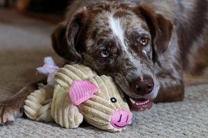 A koolie with a soft toy pig